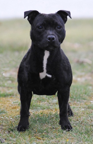 Faraday is for you des Guerriers Celtes