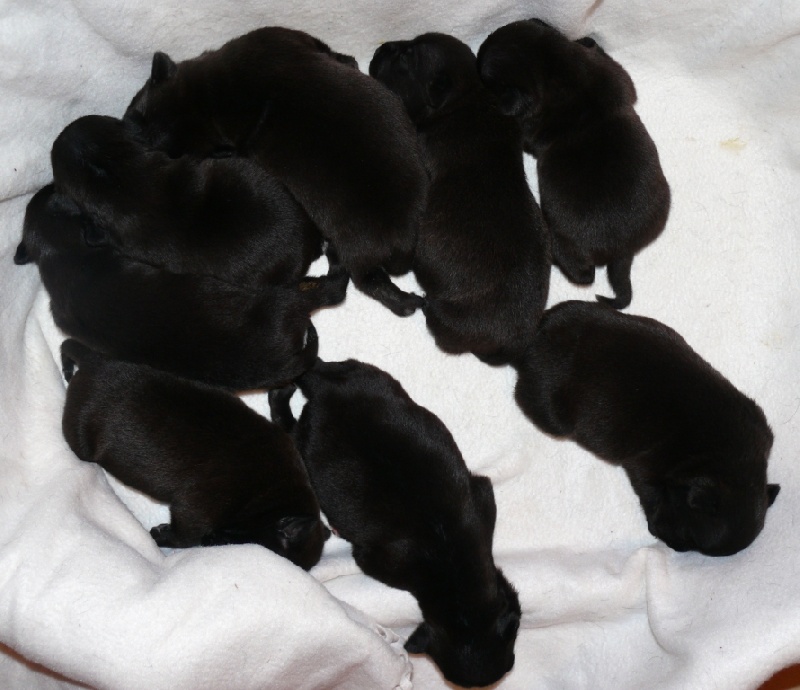 photos des chiots Dior/ Dalakhani